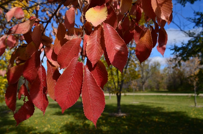 fall leaves closeup
